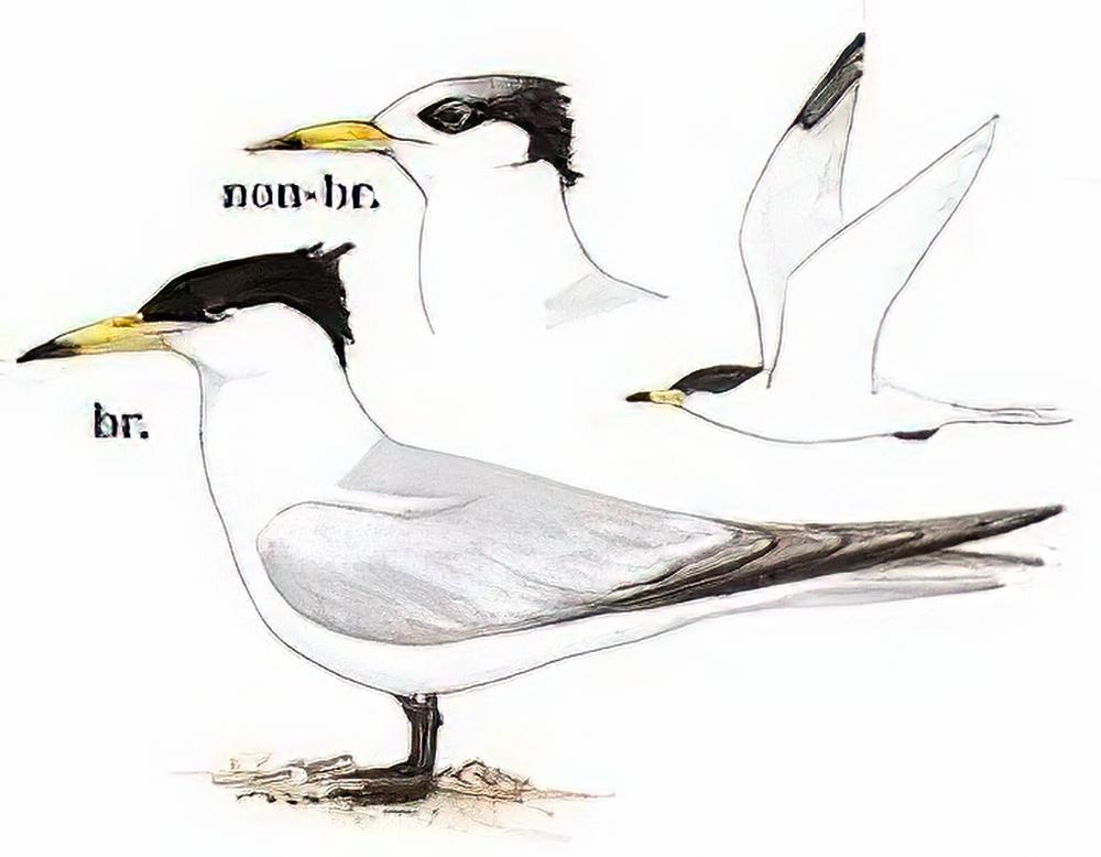 黑嘴端凤头燕鸥 / Chinese Lesser Crested Tern