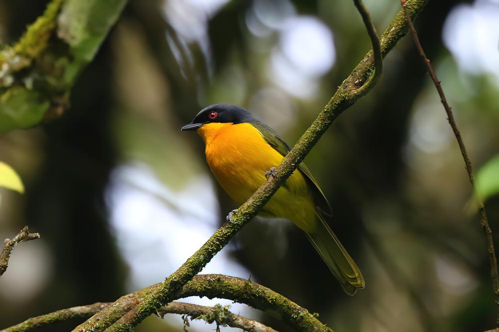 黑额丛鵙 / Black-fronted Bushshrike / Chlorophoneus nigrifrons