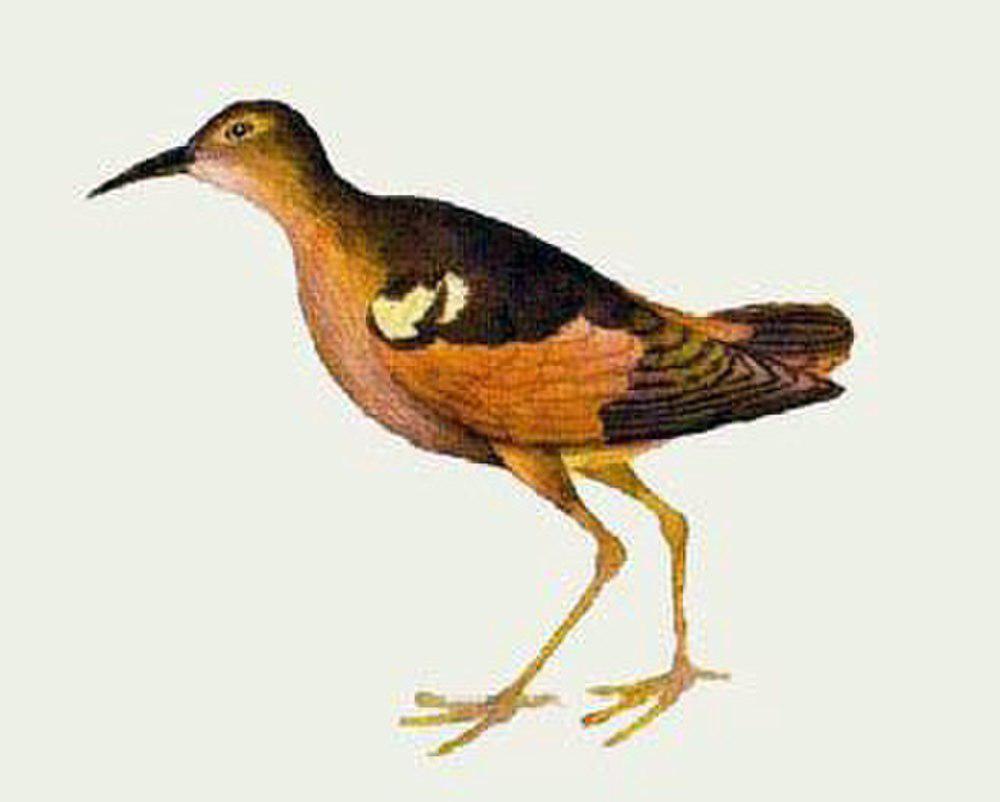 莫岛矶鹬 / Moorea Sandpiper / Prosobonia ellisi