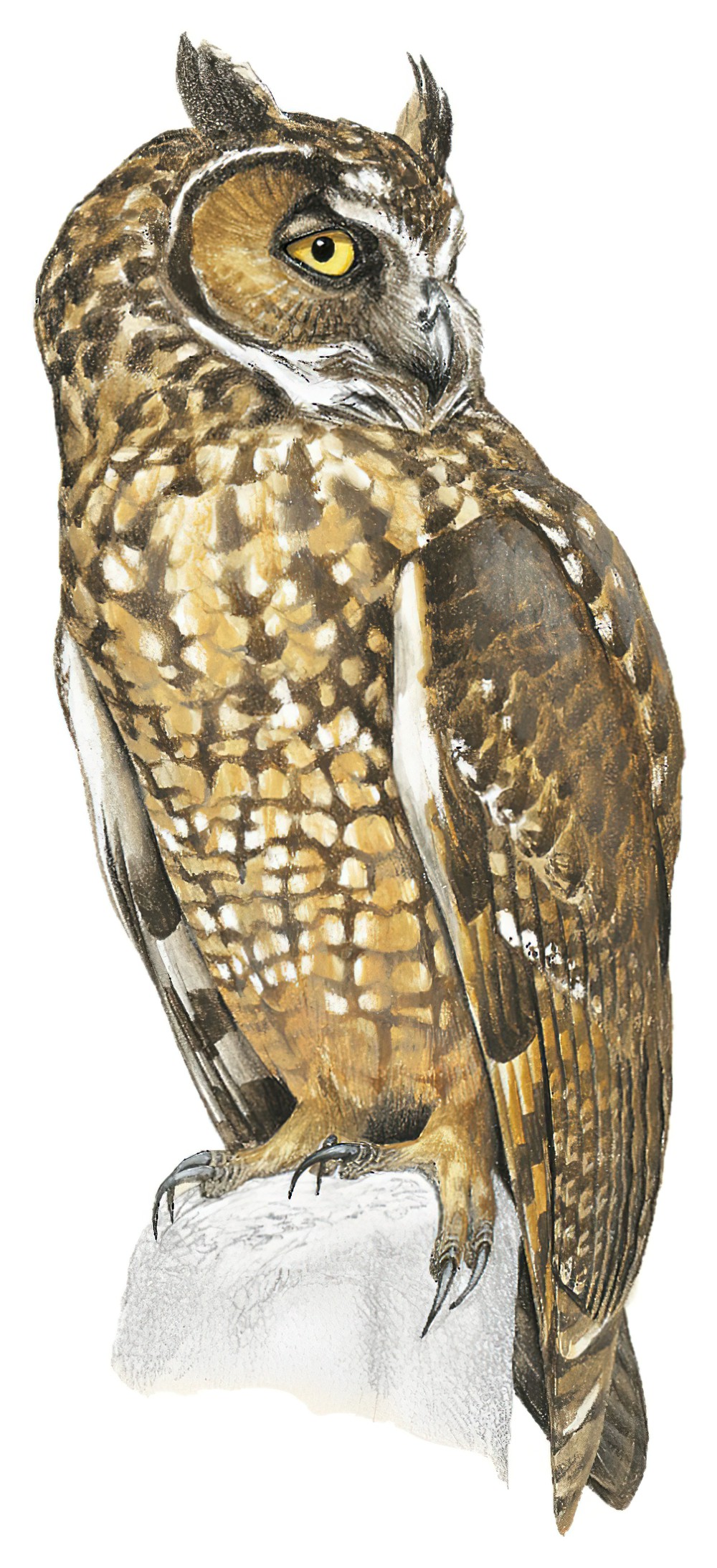 埃塞长耳鸮 / Abyssinian Owl / Asio abyssinicus