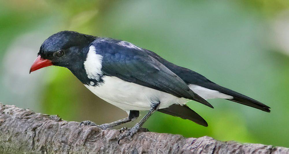 红嘴唐纳雀 / Red-billed Pied Tanager / Lamprospiza melanoleuca