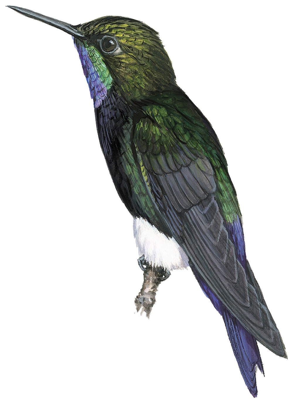 饰颈毛腿蜂鸟 / Gorgeted Puffleg / Eriocnemis isabellae