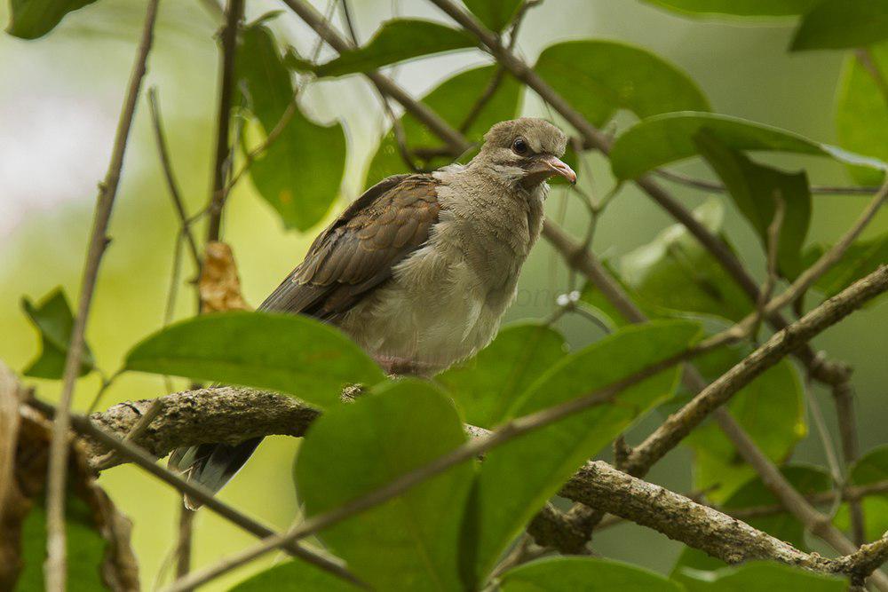 苍棕翅鸠 / Pallid Dove / Leptotila pallida