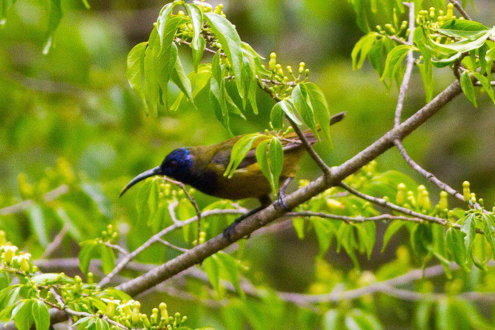 喀麦隆花蜜鸟 / Cameroon Sunbird / Cyanomitra oritis