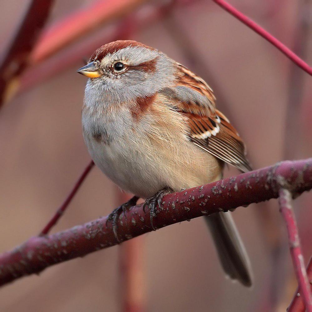美洲树雀鹀 / American Tree Sparrow / Spizelloides arborea