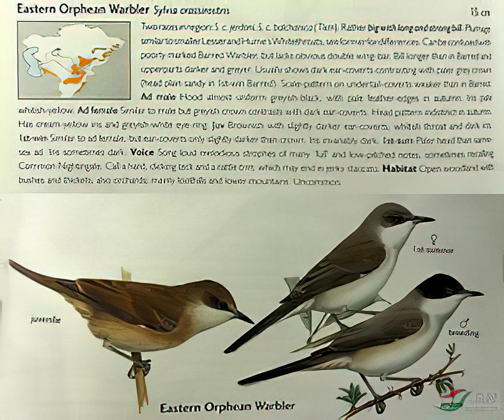东歌林莺 / Eastern Orphean Warbler / Curruca crassirostris