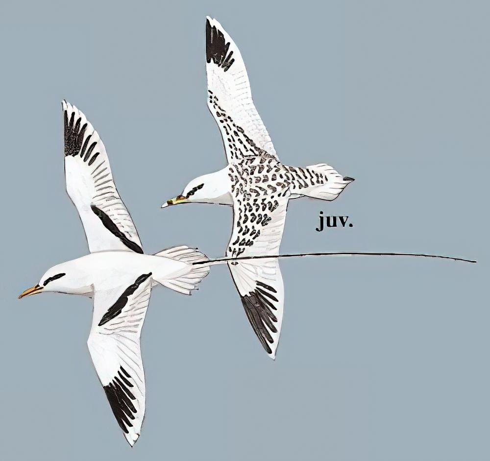 白尾鹲 / White-tailed Tropicbird / Phaethon lepturus