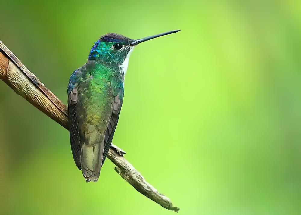 安第斯蜂鸟 / Andean Emerald / Uranomitra franciae