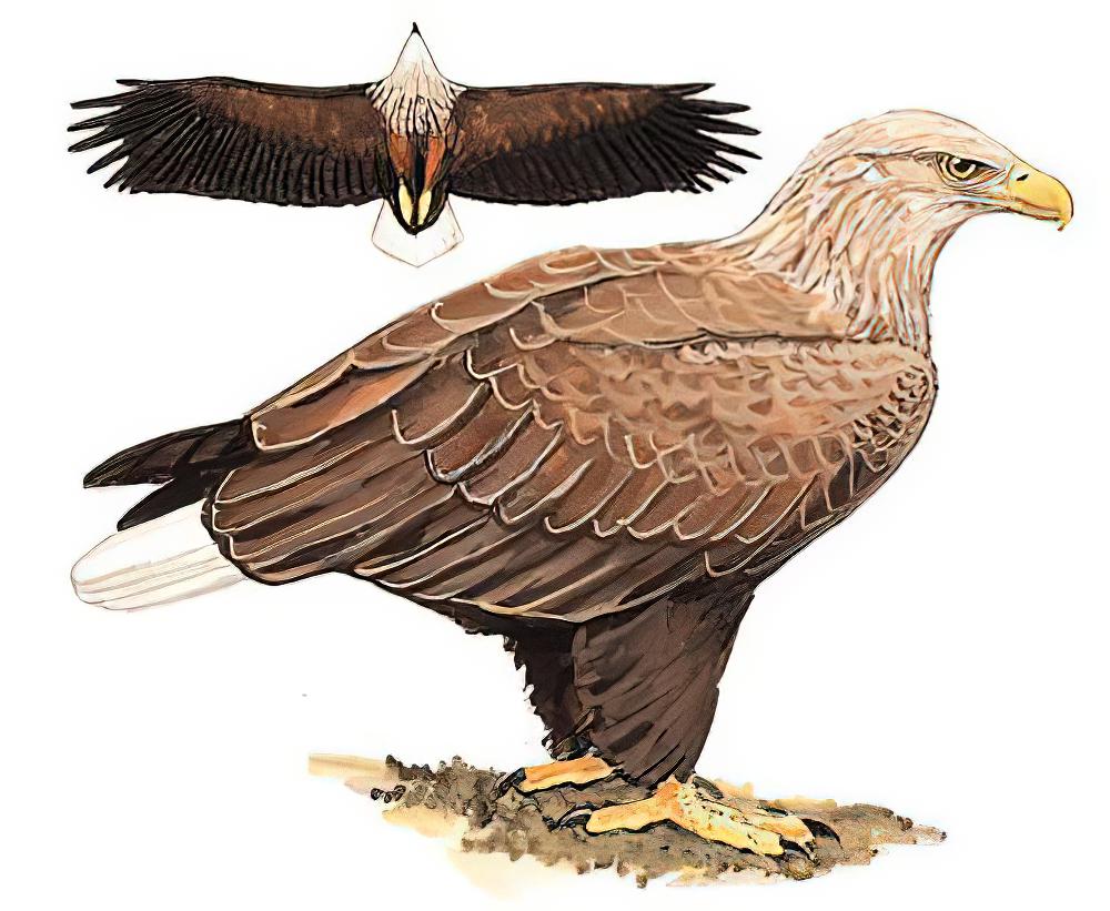 白尾海雕 / White-tailed Eagle / Haliaeetus albicilla