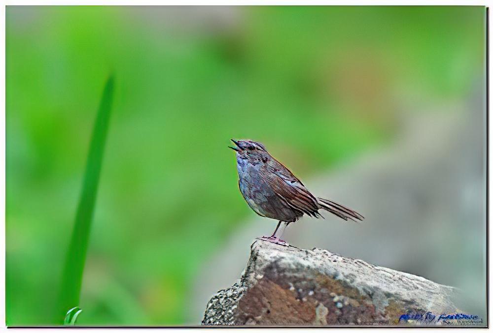 台湾短翅莺 / Taiwan Bush Warbler / Locustella alishanensis