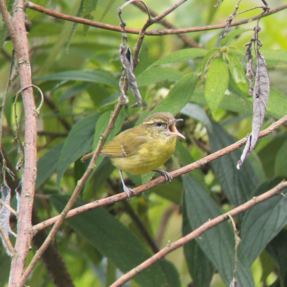 山柳莺 / Mountain Leaf Warbler / Phylloscopus trivirgatus