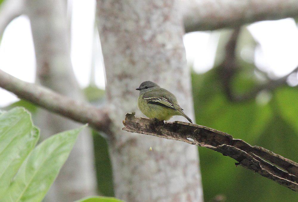 黄顶小霸鹟 / Yellow-crowned Tyrannulet / Tyrannulus elatus