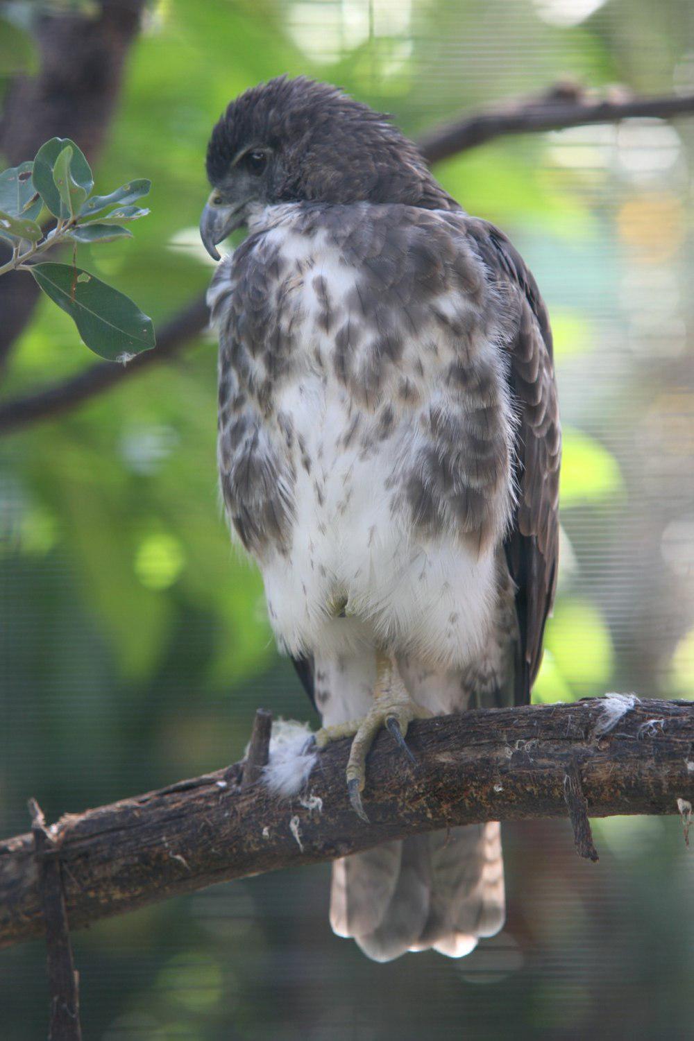 夏威夷鵟 / Hawaiian Hawk / Buteo solitarius