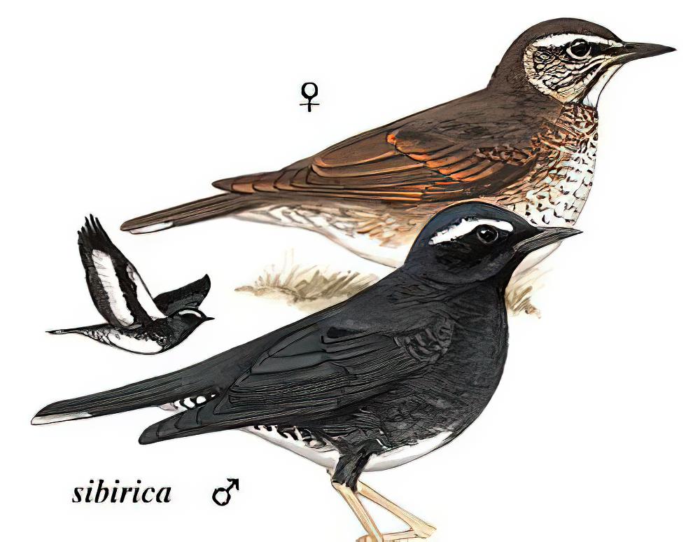 白眉地鸫 / Siberian Thrush / Geokichla sibirica