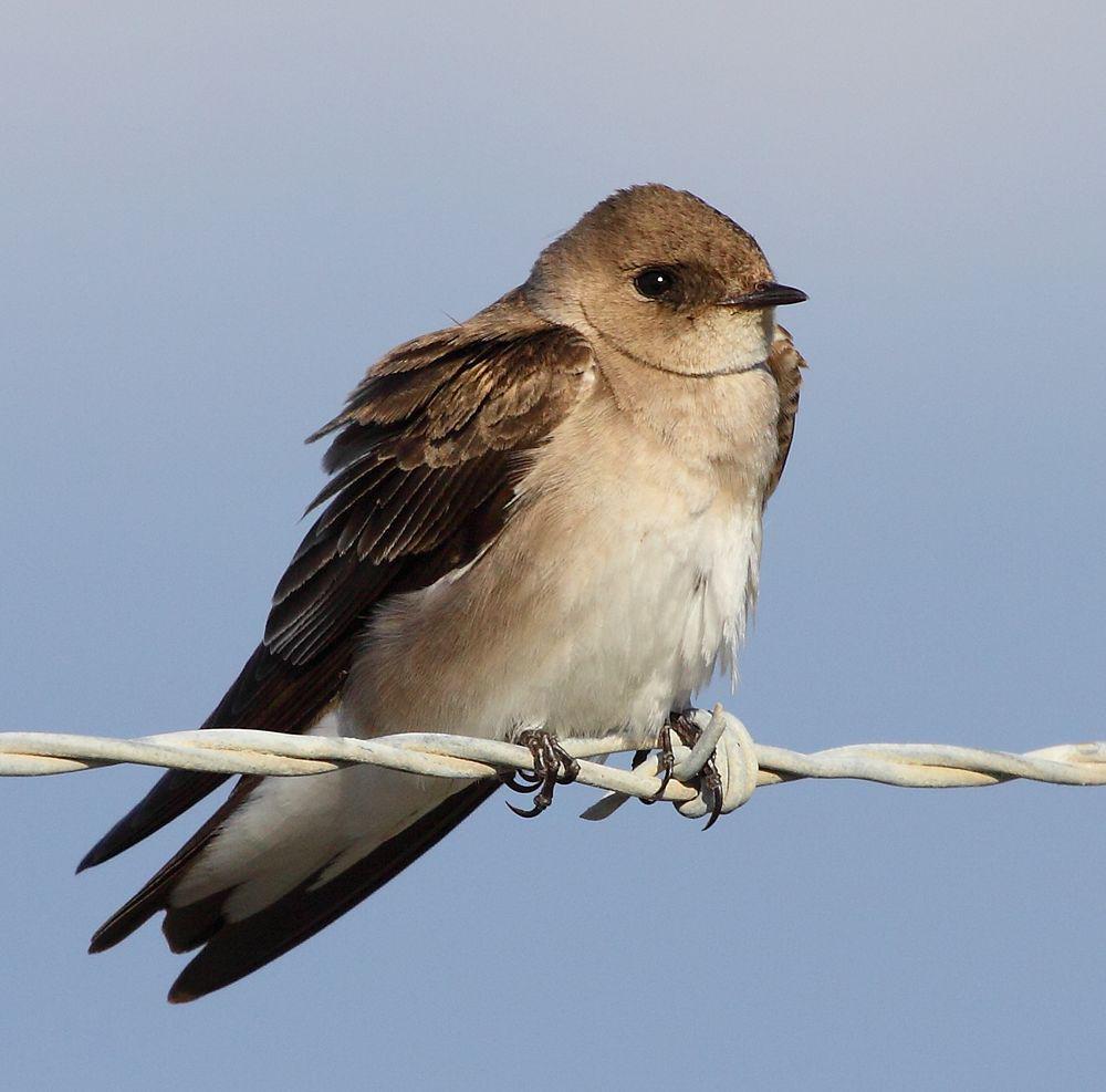 中北美毛翅燕 / Northern Rough-winged Swallow / Stelgidopteryx serripennis