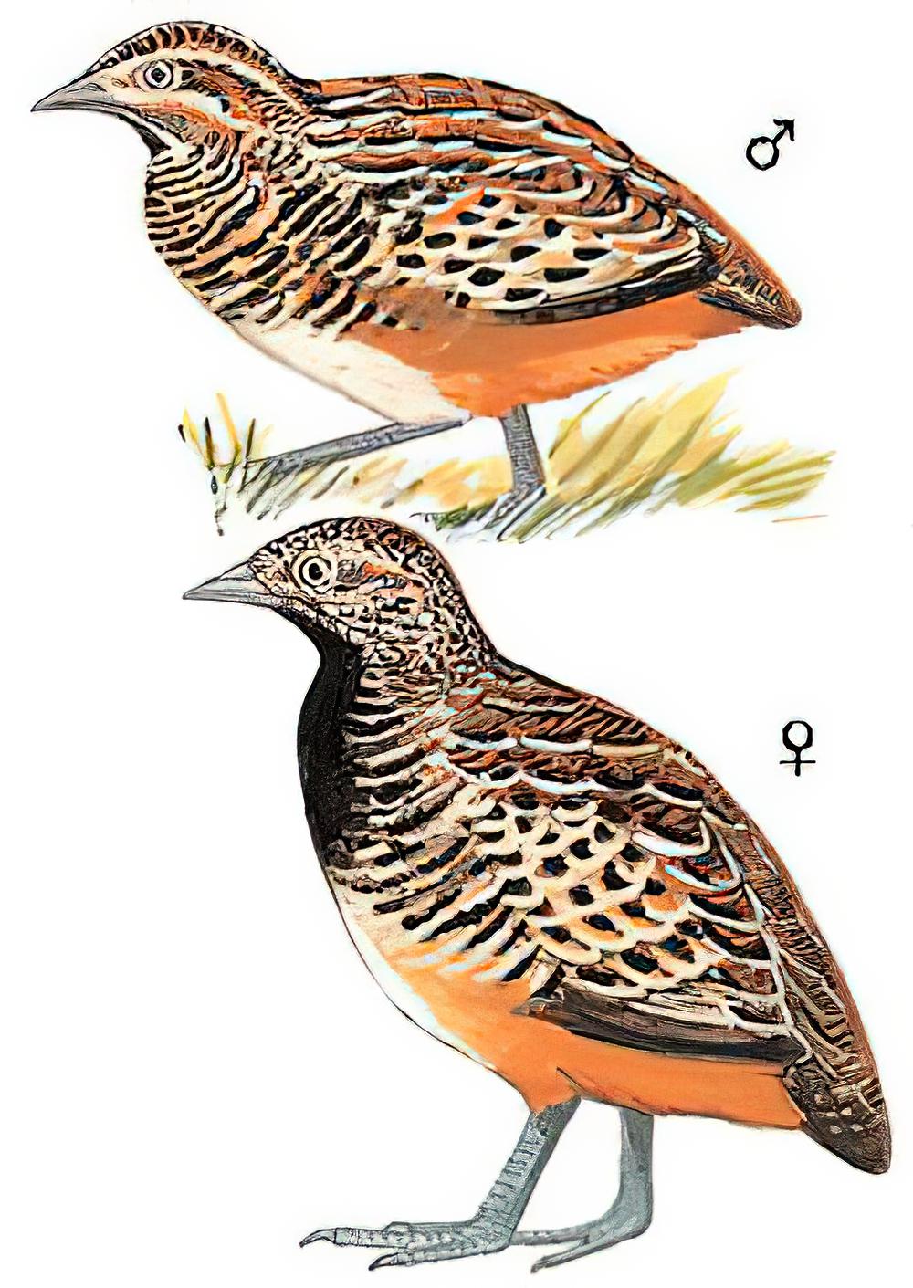 棕三趾鹑 / Barred Buttonquail / Turnix suscitator