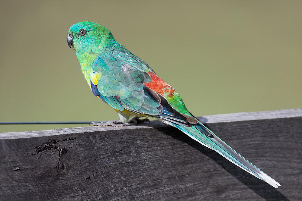 红腰鹦鹉 / Red-rumped Parrot / Psephotus haematonotus