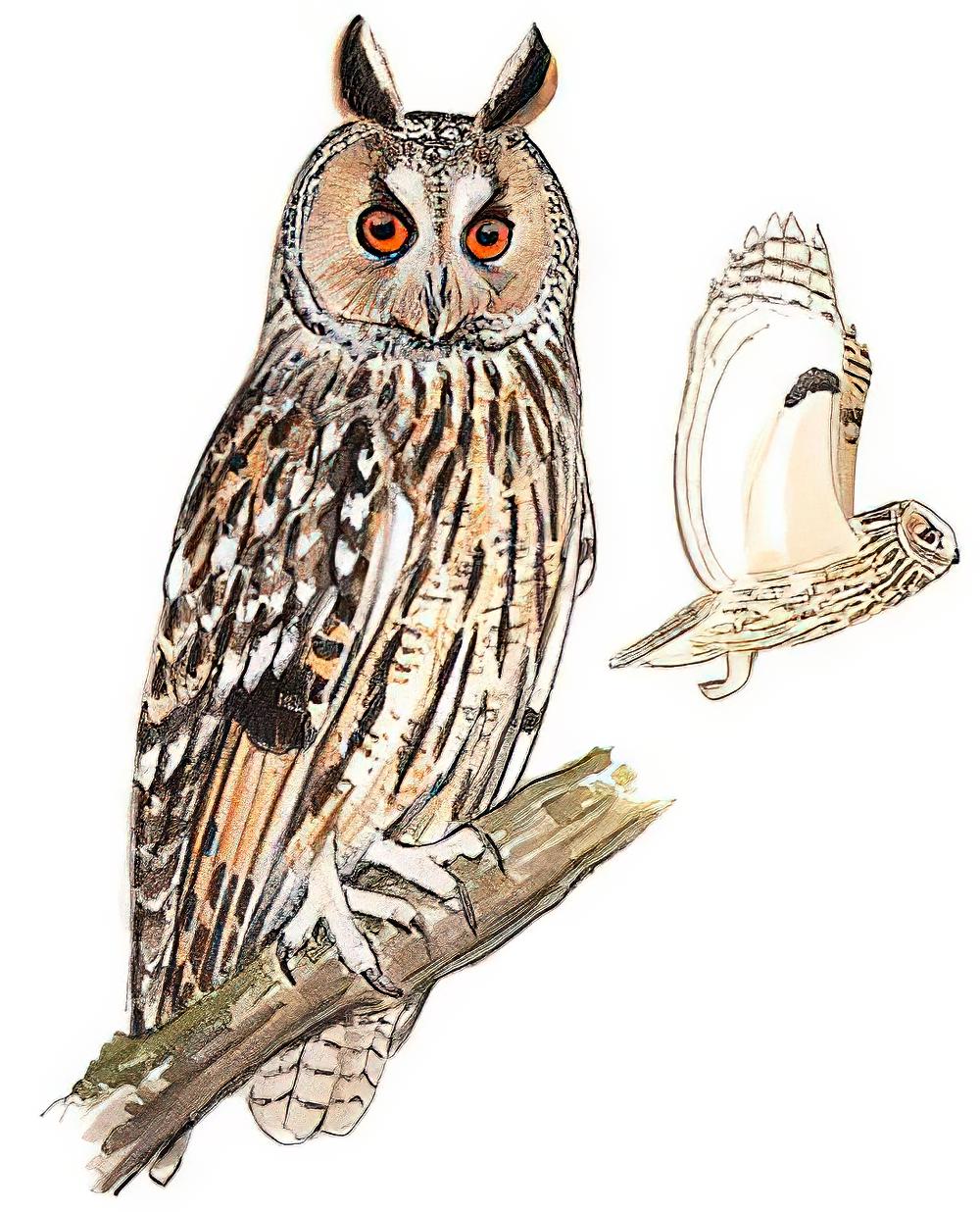 长耳鸮 / Long-eared Owl / Asio otus