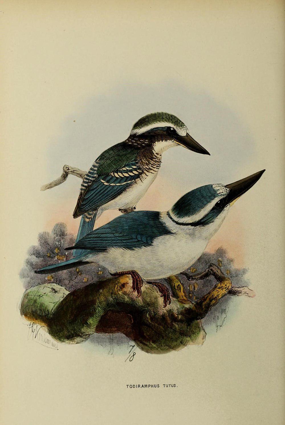 博拉翡翠 / Chattering Kingfisher / Todiramphus tutus