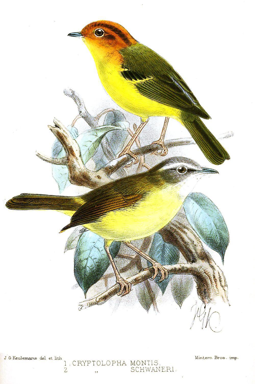黄胸鹟莺 / Yellow-breasted Warbler / Phylloscopus montis