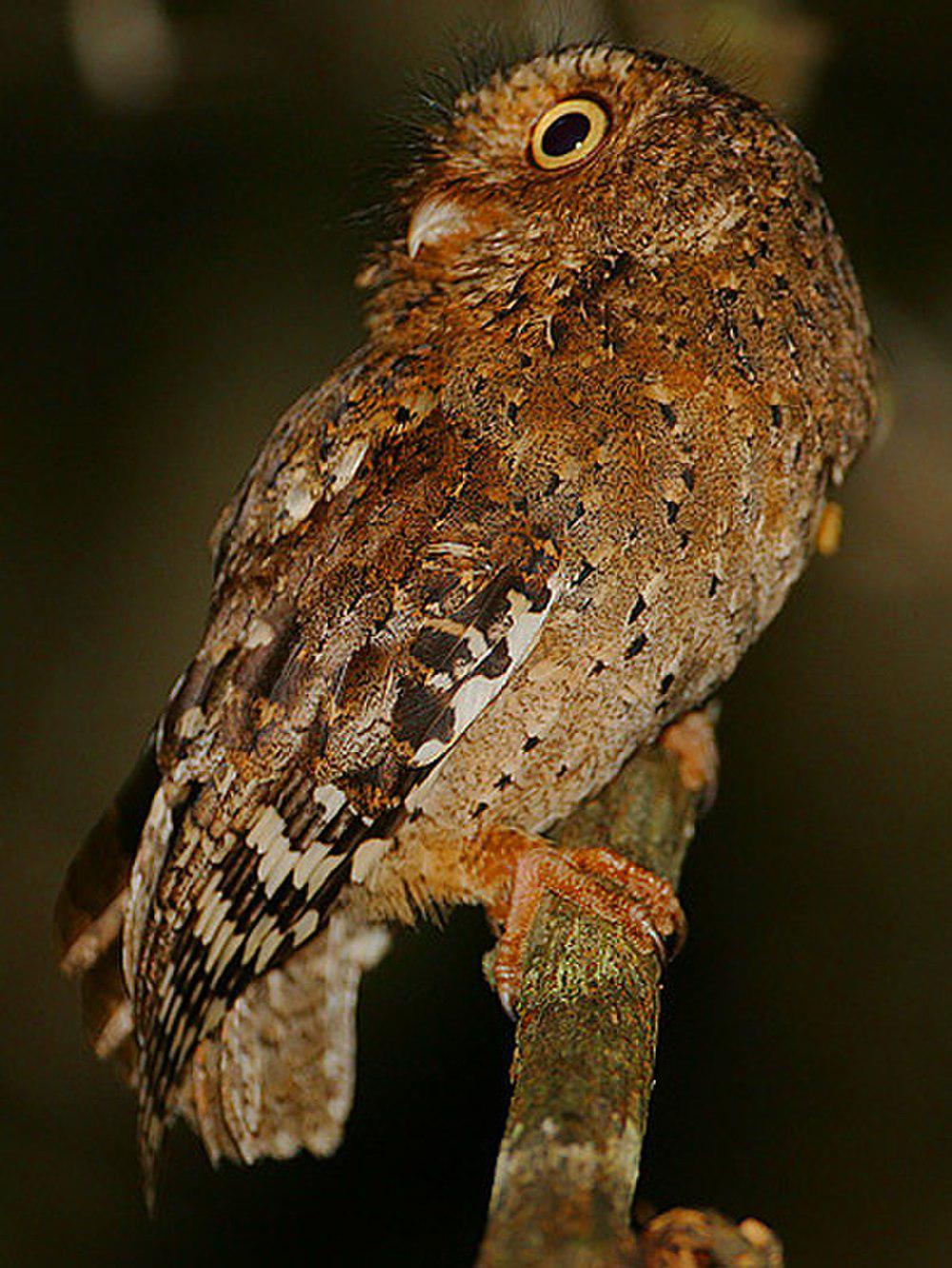 肯尼亚角鸮 / Sokoke Scops Owl / Otus ireneae