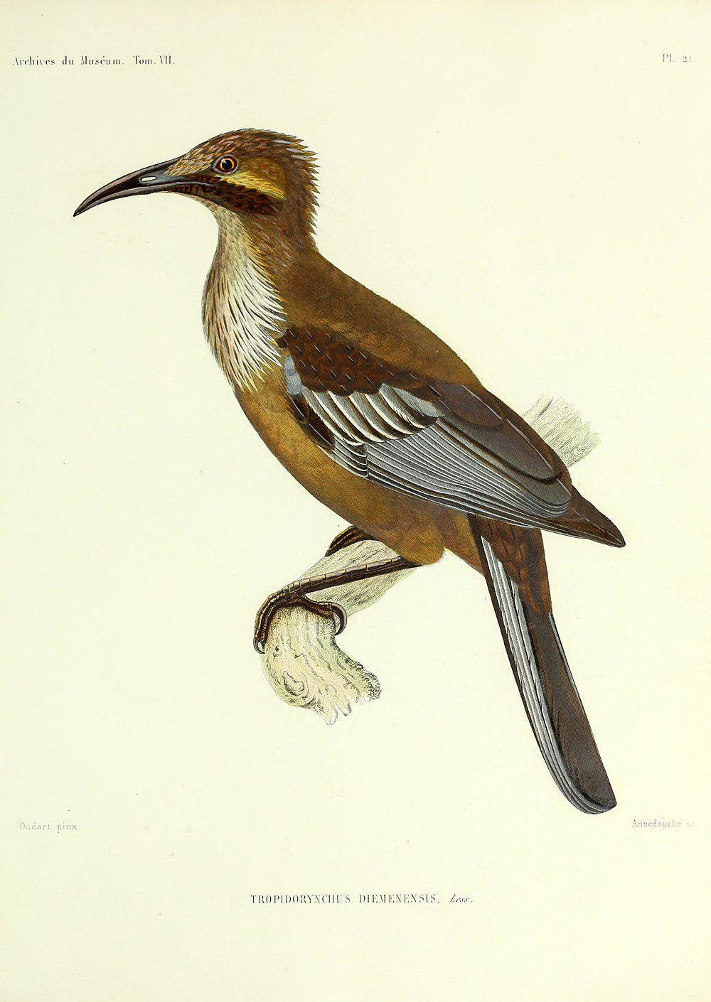 新喀吮蜜鸟 / New Caledonian Friarbird / Philemon diemenensis