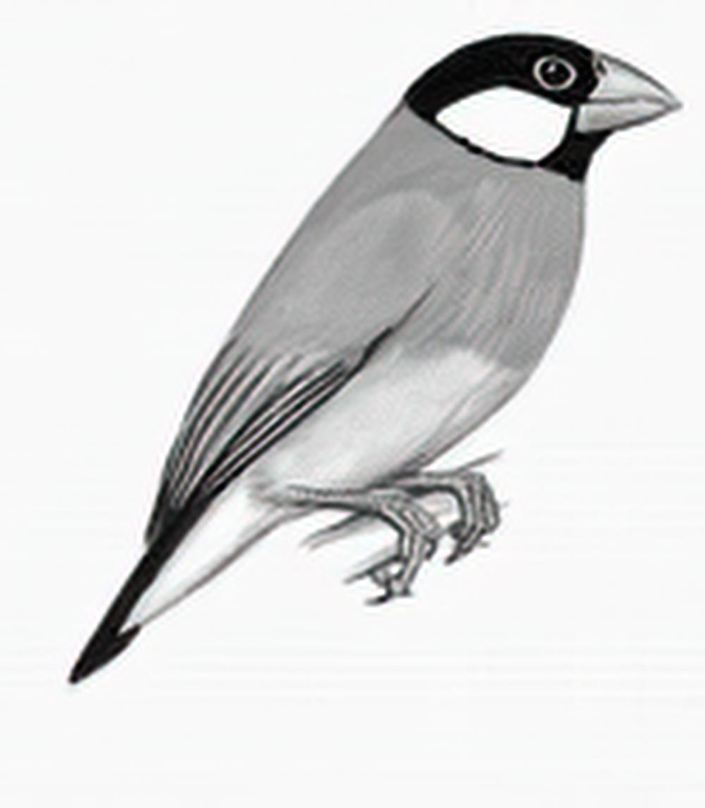 禾雀 / Java Sparrow
