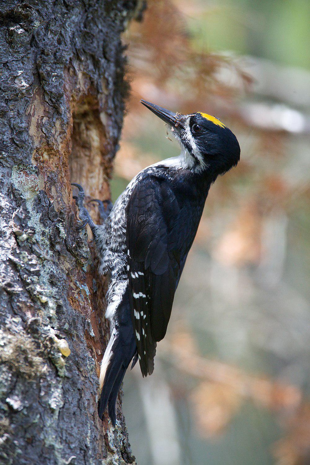 黑背啄木鸟 / Black-backed Woodpecker / Picoides arcticus