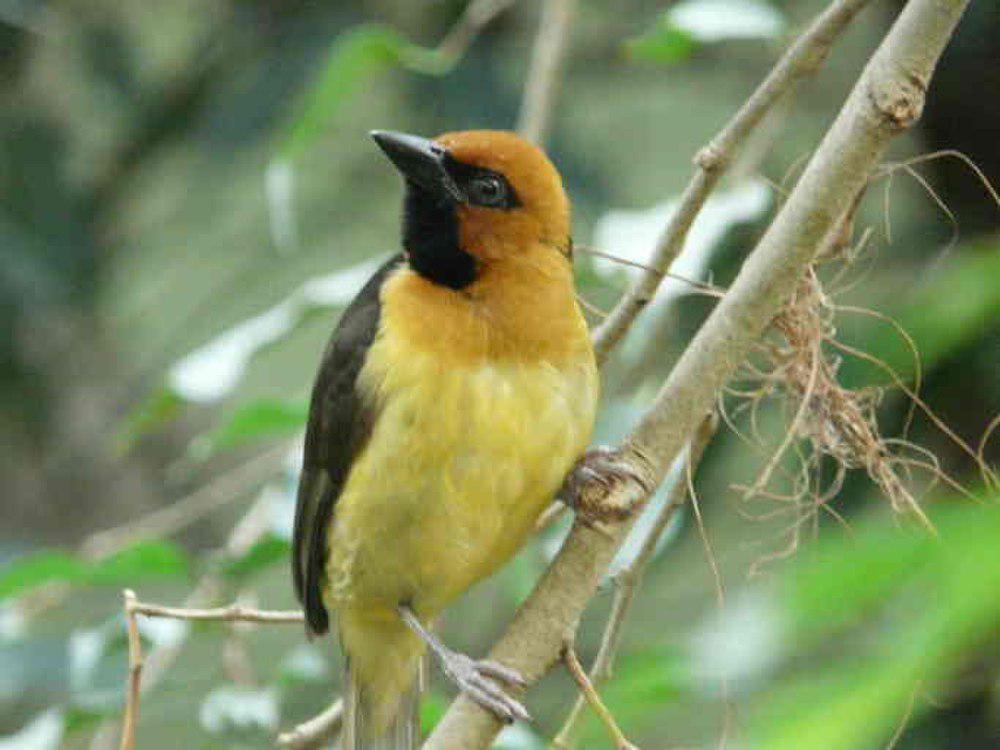 黑颈织雀 / Black-necked Weaver / Ploceus nigricollis