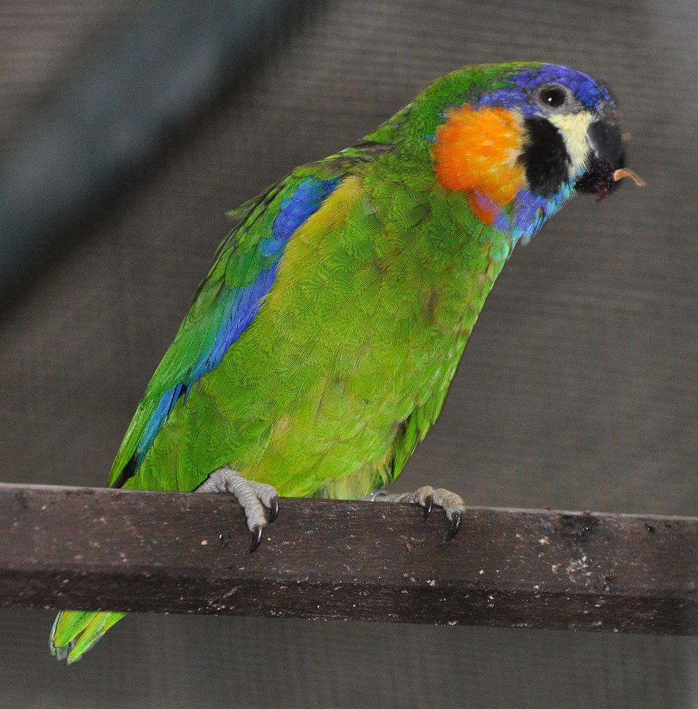 橙胸果鹦鹉 / Orange-breasted Fig Parrot / Cyclopsitta gulielmitertii