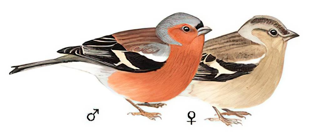 苍头燕雀 / Common Chaffinch / Fringilla coelebs