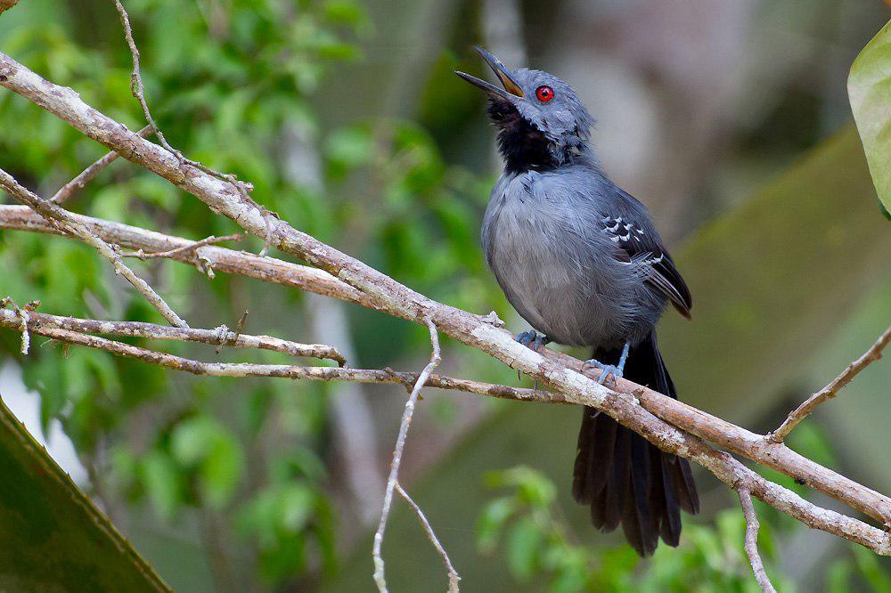 纤蚁鸟 / Slender Antbird / Rhopornis ardesiacus