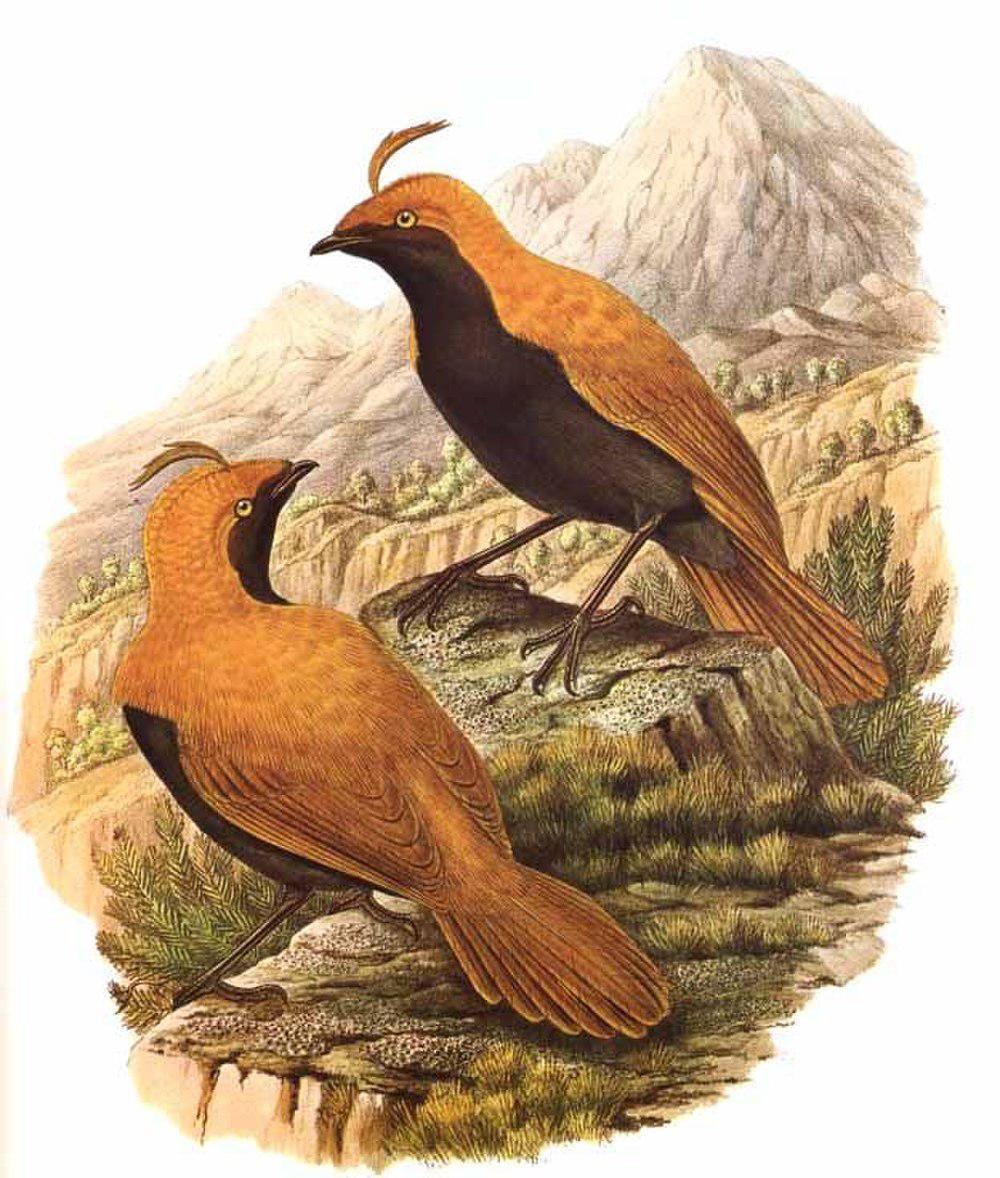 镰冠极乐鸟 / Crested Satinbird / Cnemophilus macgregorii