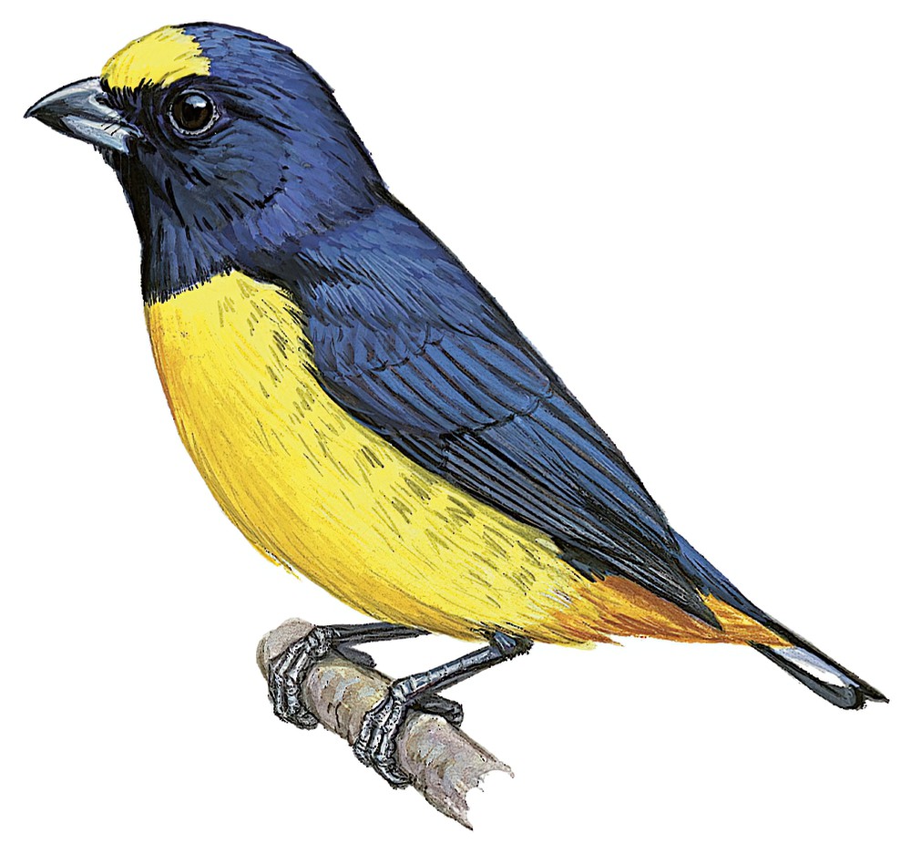 褐臀歌雀 / Fulvous-vented Euphonia / Euphonia fulvicrissa