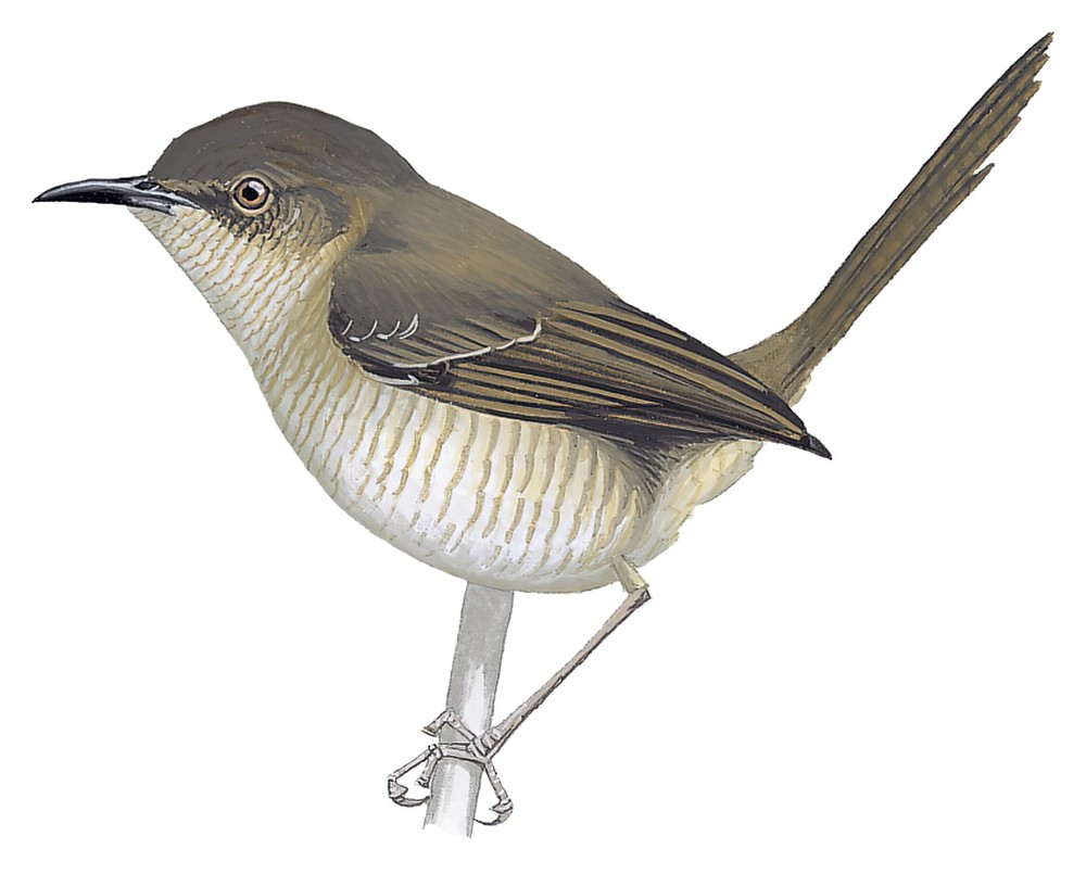 墨伊拱翅莺 / Miombo Wren-Warbler / Calamonastes undosus