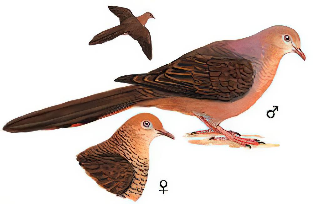 菲律宾鹃鸠 / Philippine Cuckoo-Dove / Macropygia tenuirostris