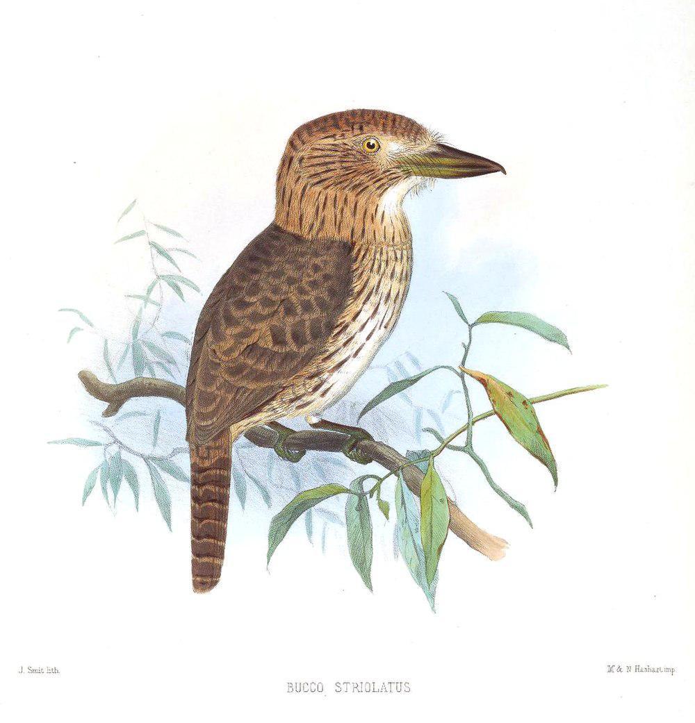 条纹蓬头䴕 / Eastern Striolated Puffbird / Nystalus striolatus