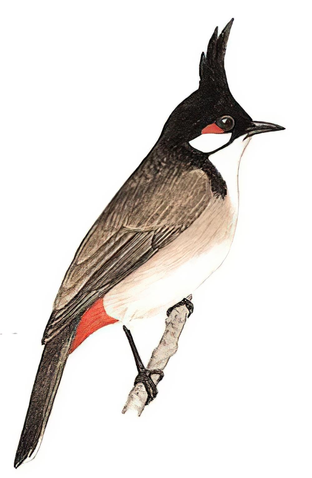 红耳鹎 / Red-whiskered Bulbul / Pycnonotus jocosus