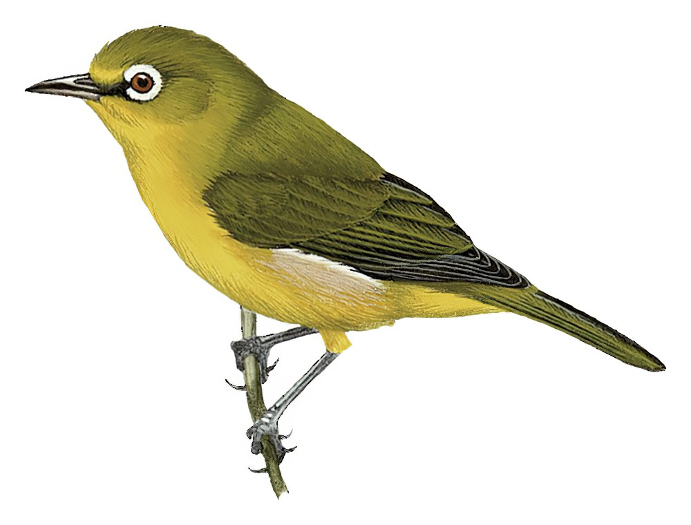 姬绣眼鸟 / Small Lifou White-eye / Zosterops minutus