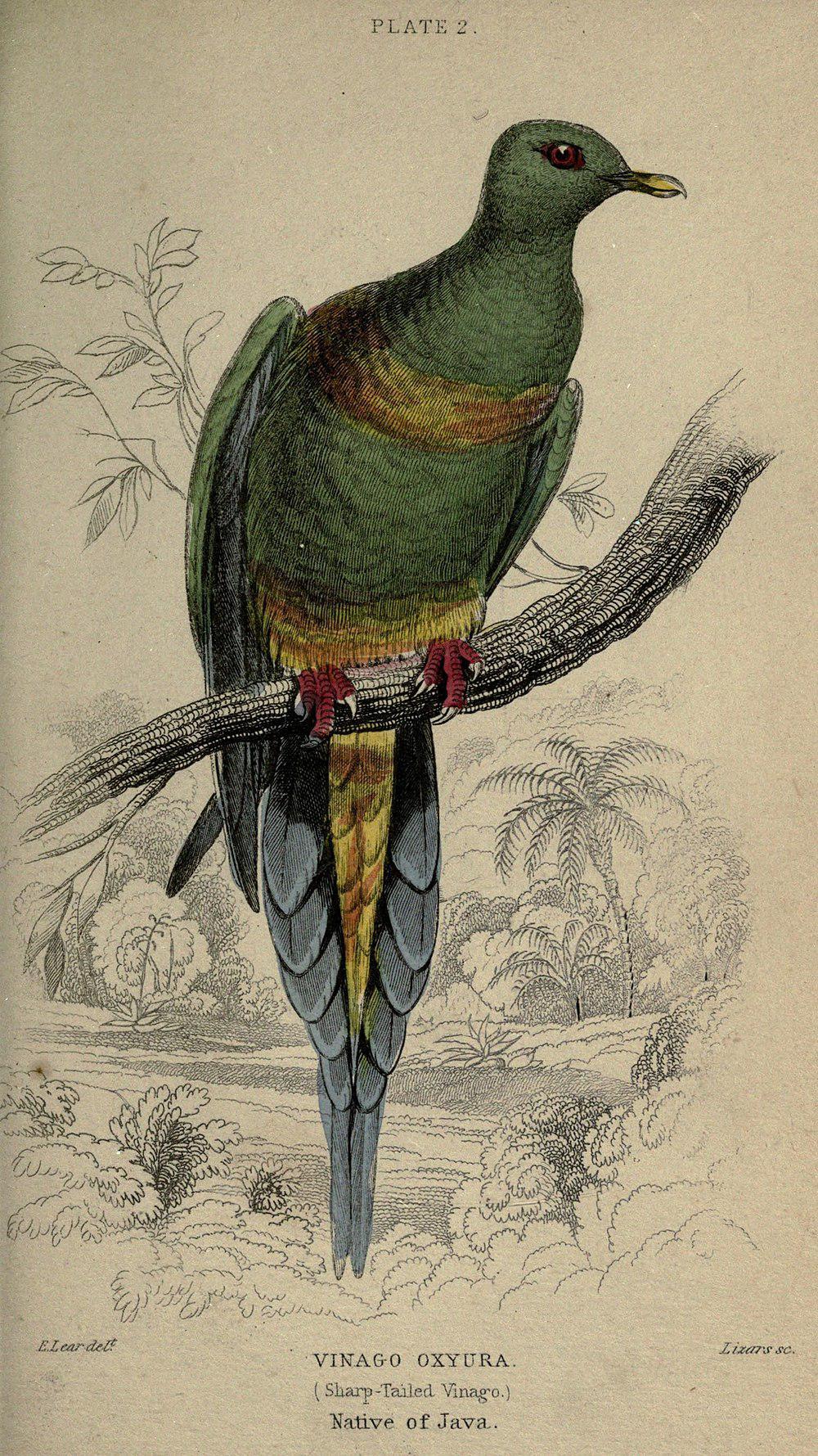 黄腹针尾绿鸠 / Sumatran Green Pigeon / Treron oxyurus