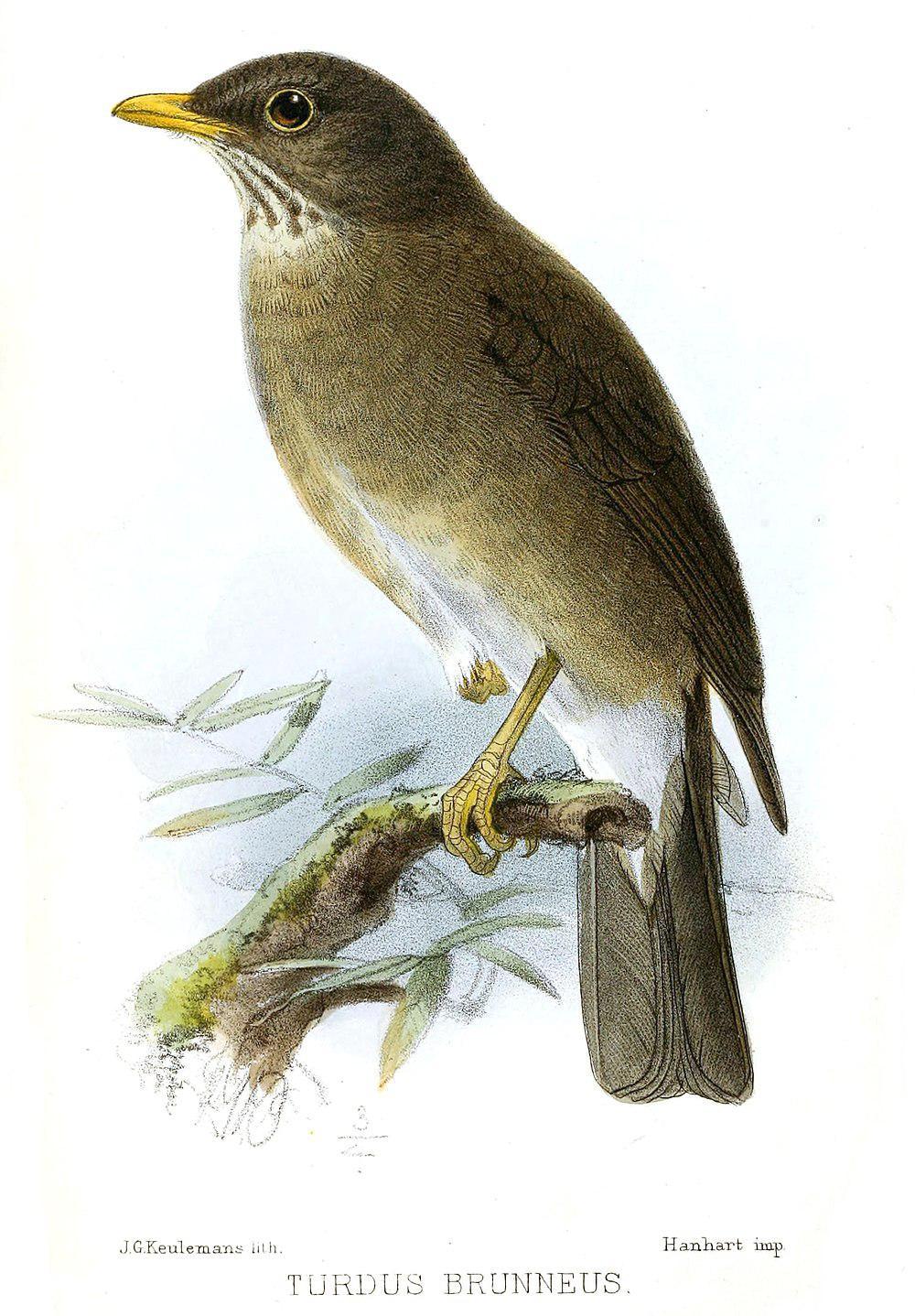 罗氏鸫 / Lawrence\'s Thrush / Turdus lawrencii