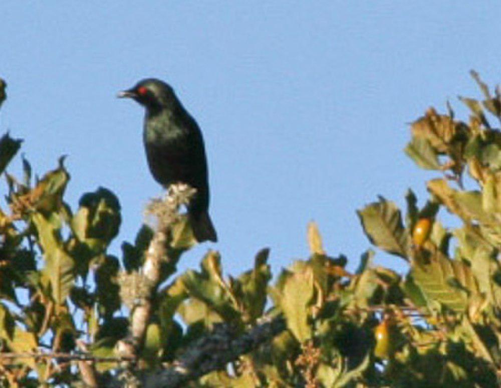 短尾辉椋鸟 / Short-tailed Starling / Aplonis minor