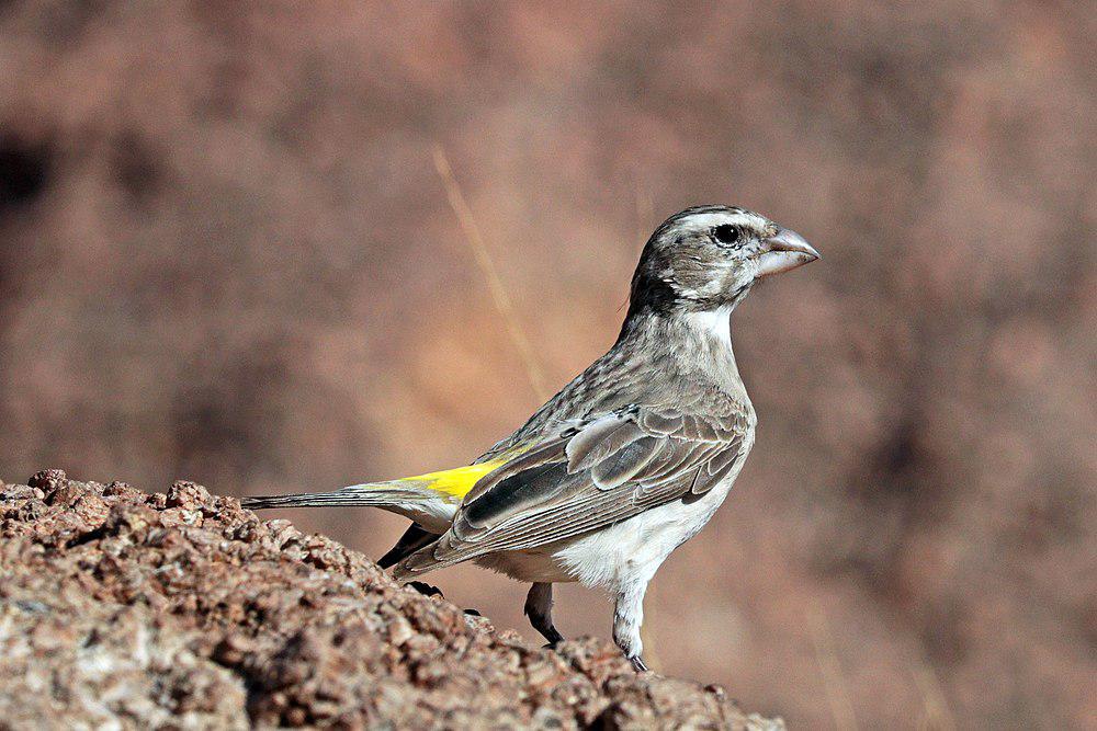 白喉丝雀 / White-throated Canary / Crithagra albogularis