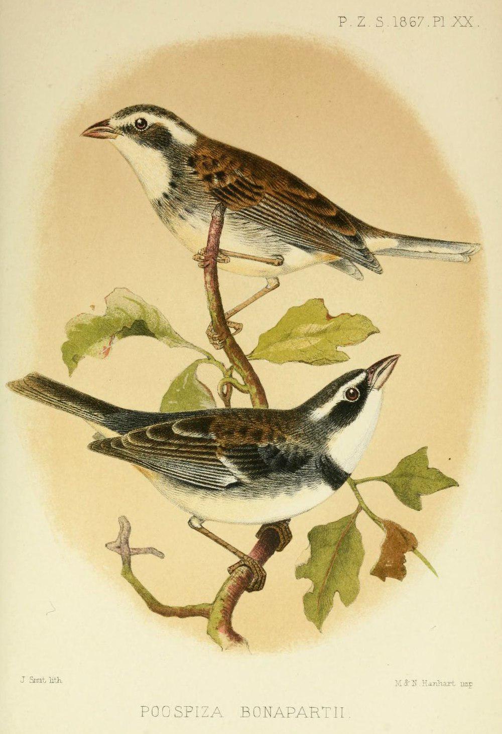 领歌鹀 / Collared Warbling Finch / Poospiza hispaniolensis