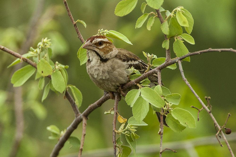 栗顶织雀 / Chestnut-crowned Sparrow-Weaver / Plocepasser superciliosus