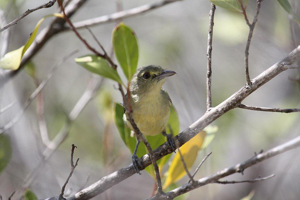 红树莺雀 / Mangrove Vireo / Vireo pallens