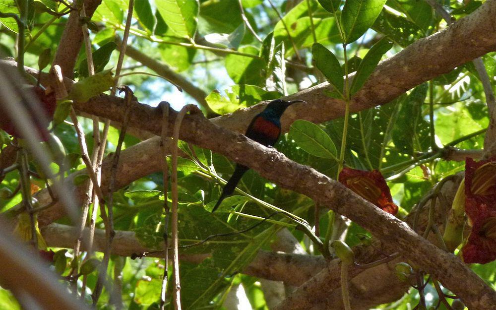 小黑腹花蜜鸟 / Black-bellied Sunbird / Cinnyris nectarinioides