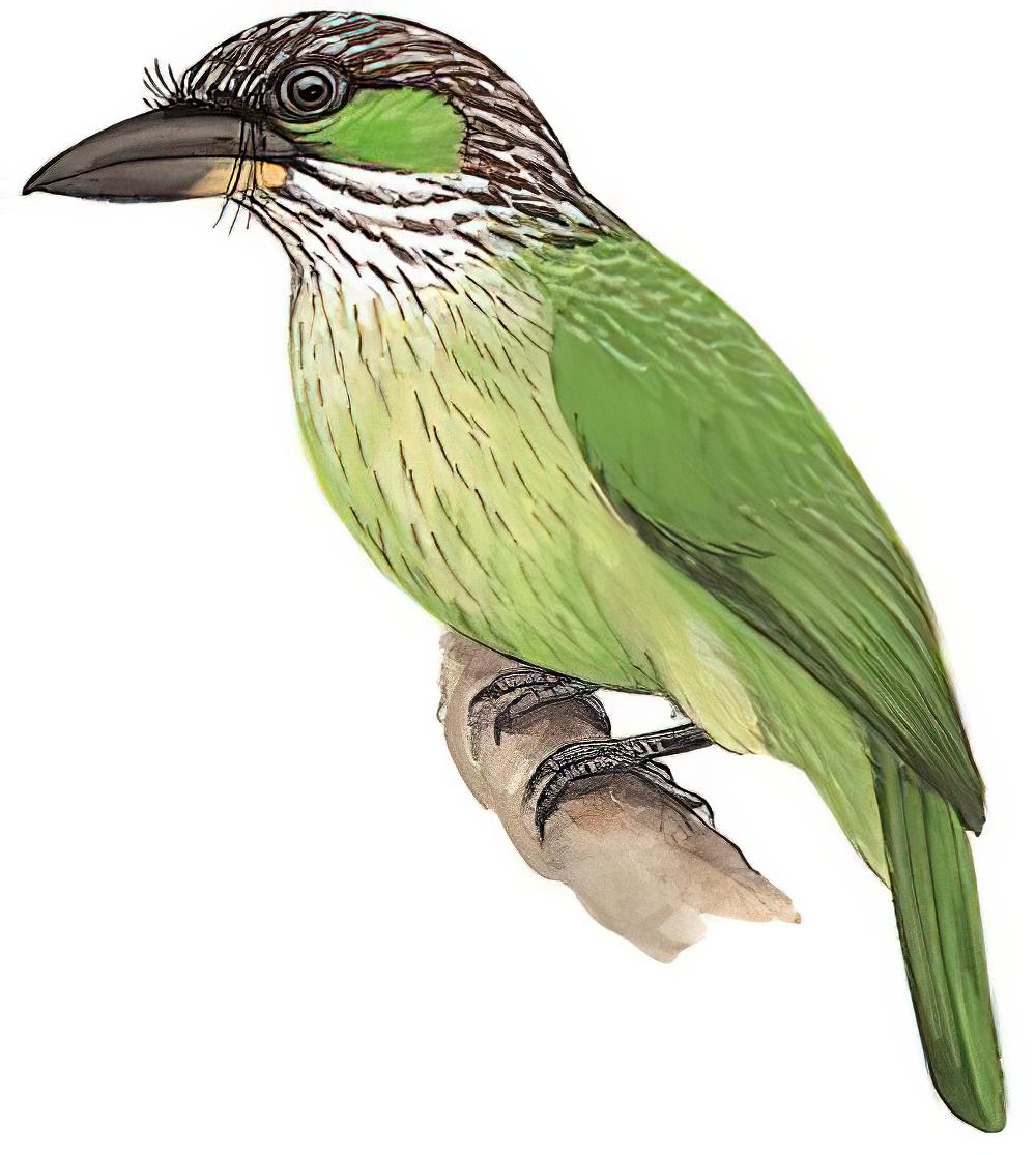 黄纹拟啄木鸟 / Green-eared Barbet / Psilopogon faiostrictus