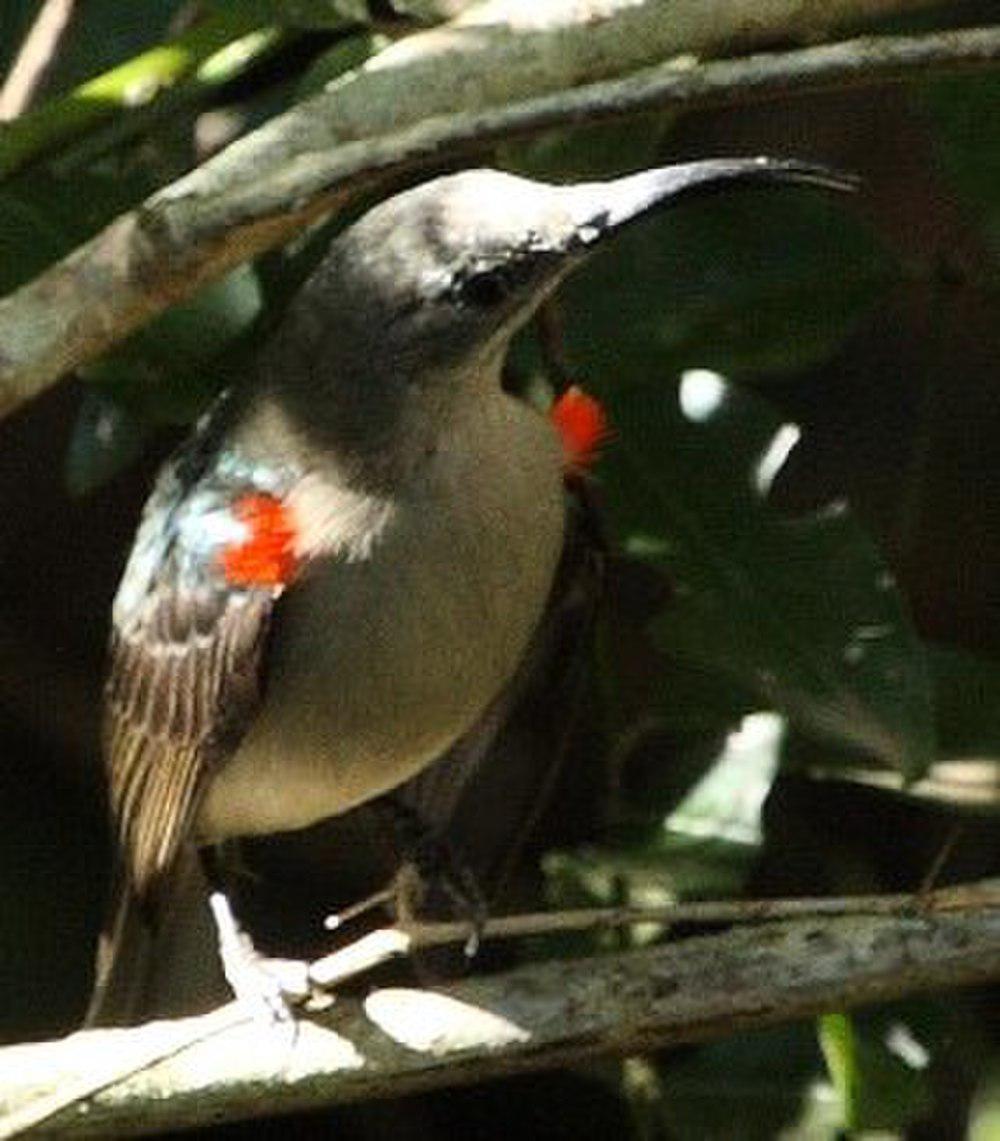 灰褐花蜜鸟 / Grey Sunbird / Cyanomitra veroxii