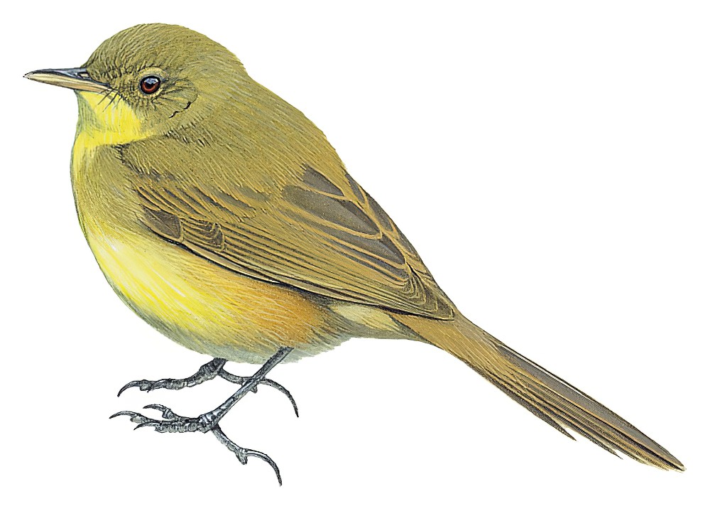 细嘴捕蝇莺 / Papyrus Yellow Warbler / Calamonastides gracilirostris